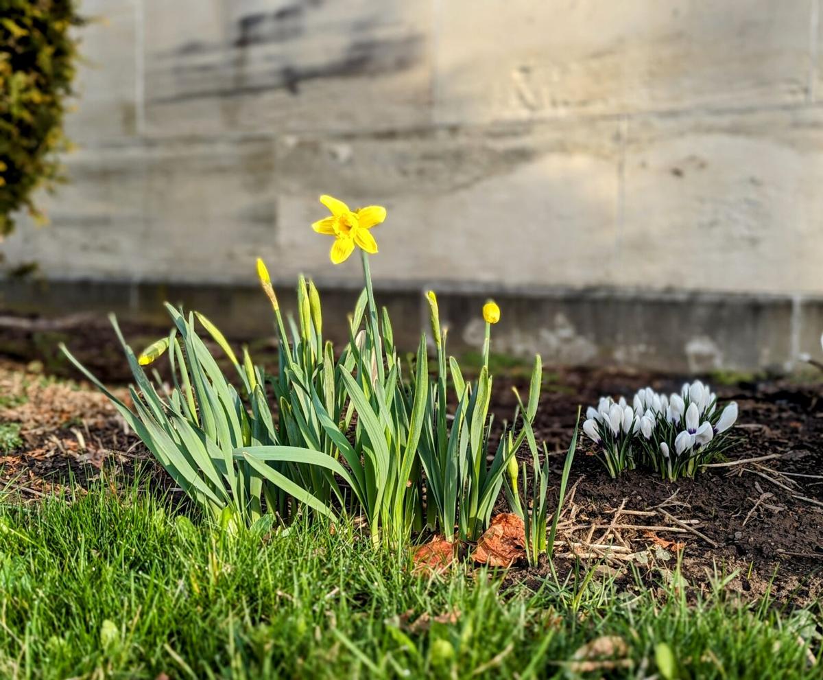 Will the early spring freeze affect plants? It depends
