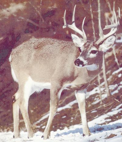 Deer Rifle Hunting Season Opens Monday In Pennsylvania News Bradfordera Com
