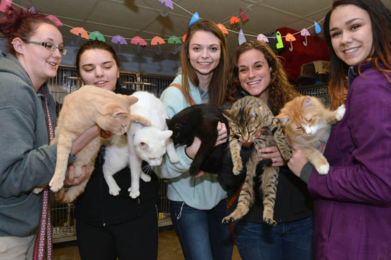 The cat s meow McKean County SPCA gears up for kitten season with