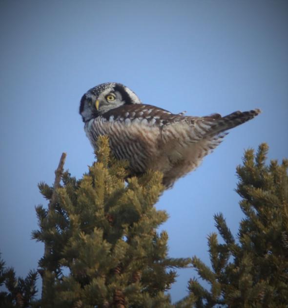Adventures Of A Wildlife Photog Trip To Sax Zim Bog Minnesota