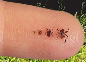 Why Caledon has higher Lyme disease rates than Brampton and Mississauga