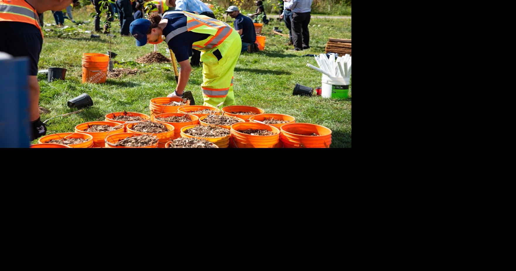 What's going on here? Planting trees in Brampton's Centennial Park