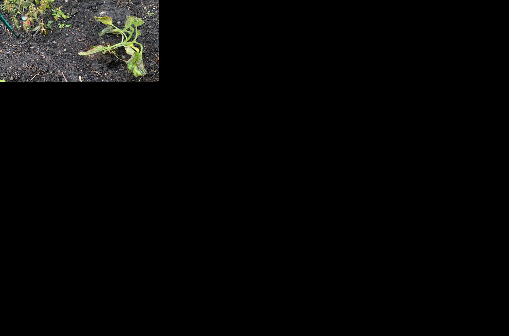 Article #11: Is It Safe To Plant Yet? Environment Canada Reveals When Frost Alerts Start In Ontario