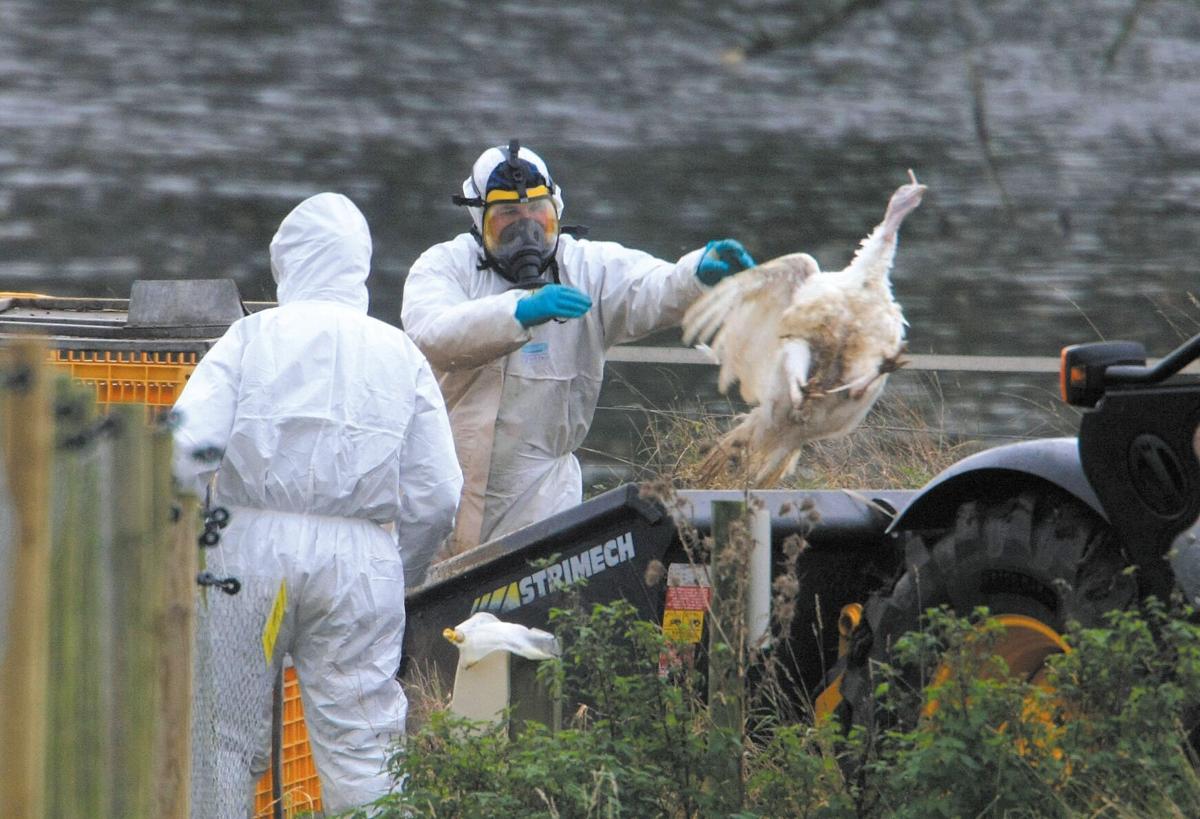 Caution urged over wild birds in response to bird flu