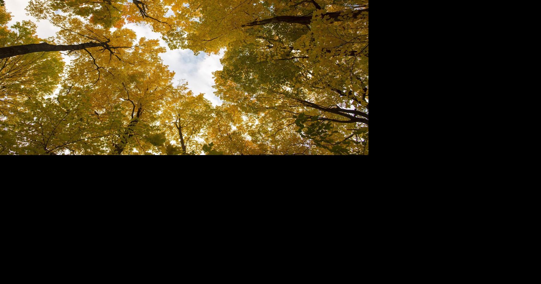 Brampton upping efforts to plant 1 million trees by 2040