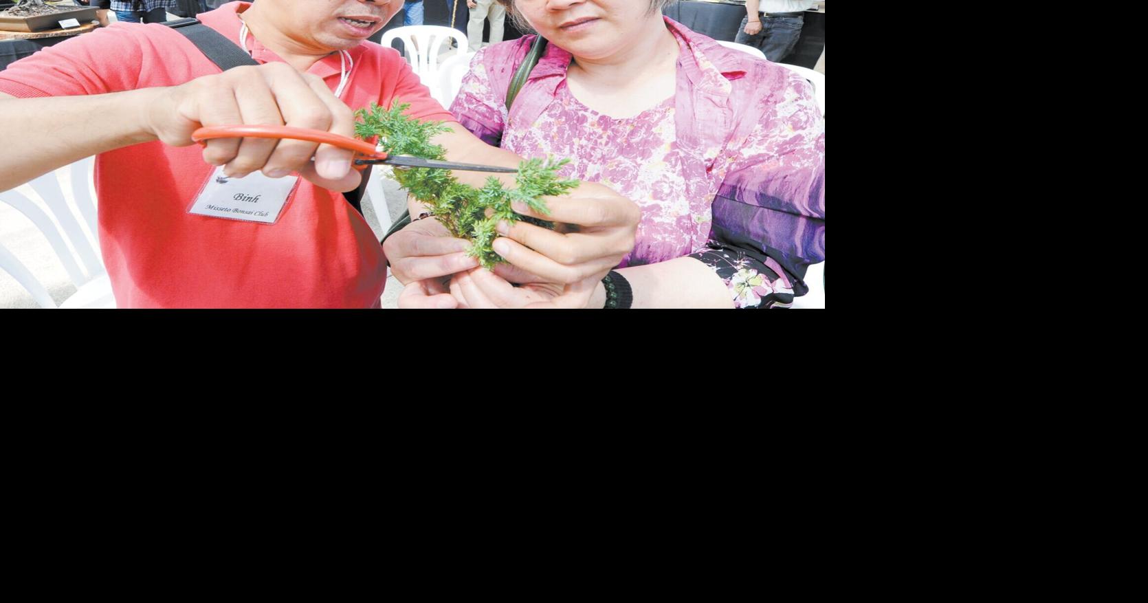 Misseto Bonsai Show at Centennial Park Conservatory