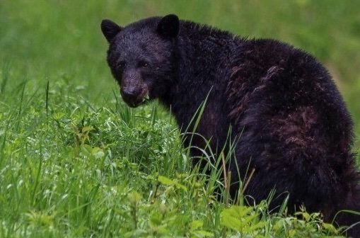 Article #12: Ontario Bears Are Waking Up: Here'S How To Avoid Them — And What To Do If You Spot One