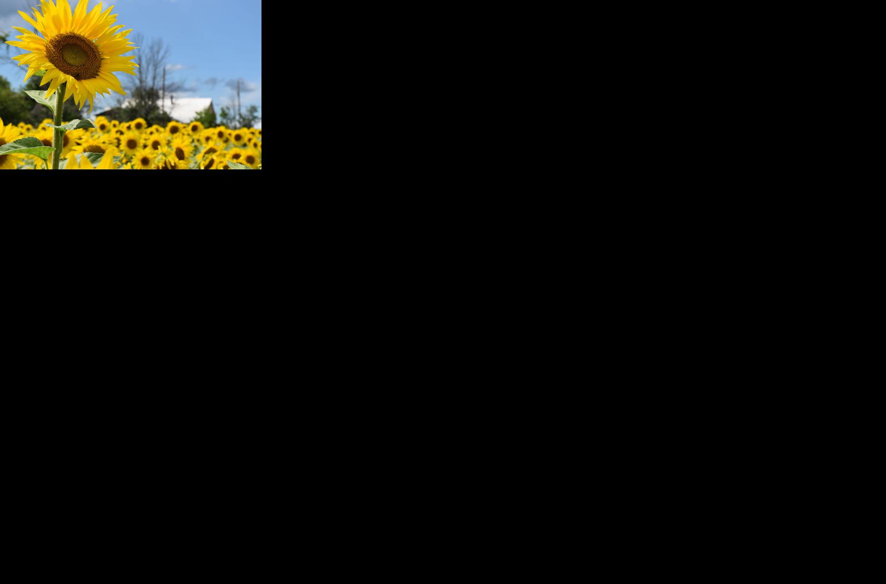 Article #04: Want More Than The Canadian Tulip Festival? Here Are 5 Flower Farms To Check Out In Lanark, Renfrew, Leeds And Grenville Counties