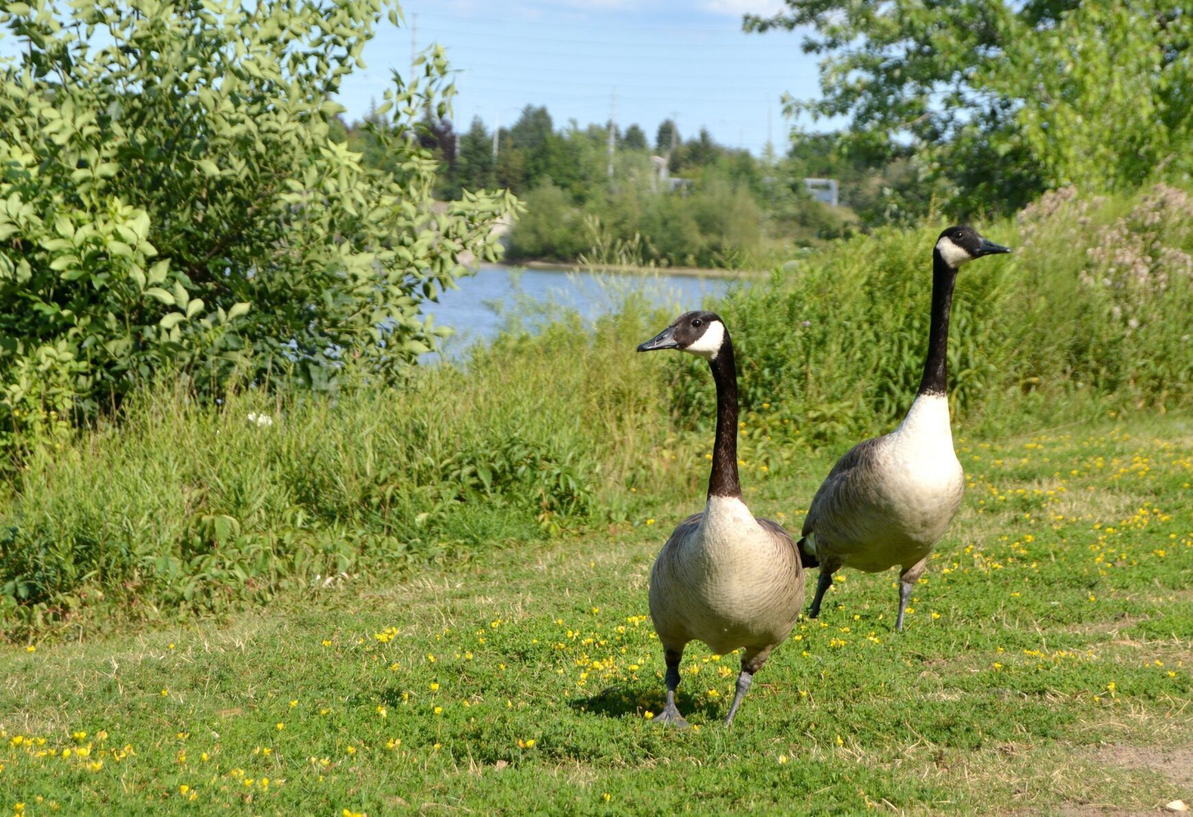 Canada goose andorra outlet germany