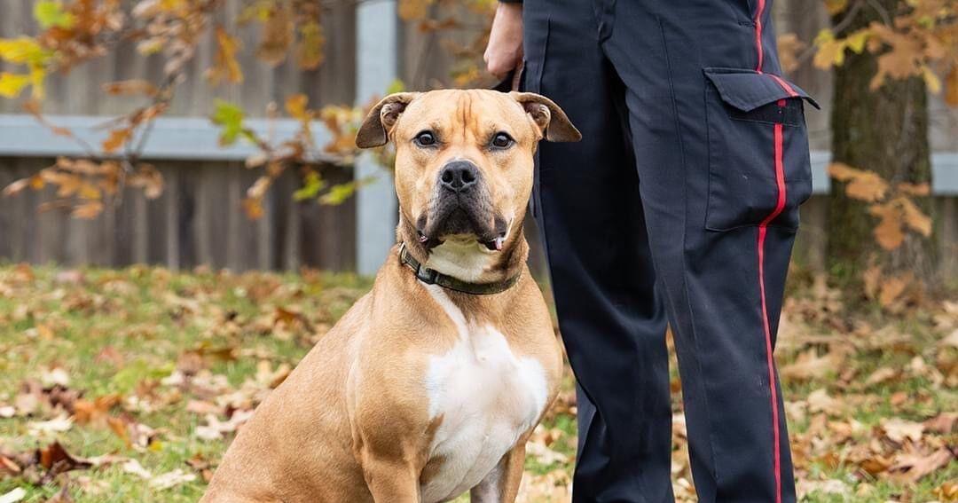 American Bulldog at Brampton Animal Shelter for 527 days - Vimarsana News