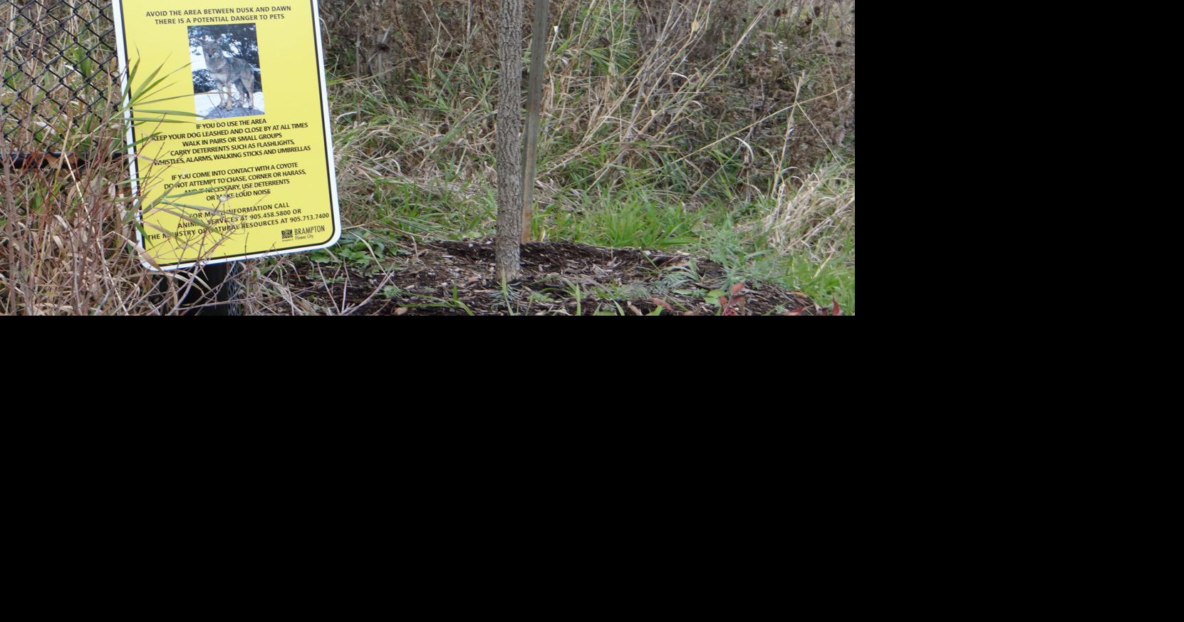 Brampton looks to stop coyote attacks with ban on feeding wildlife