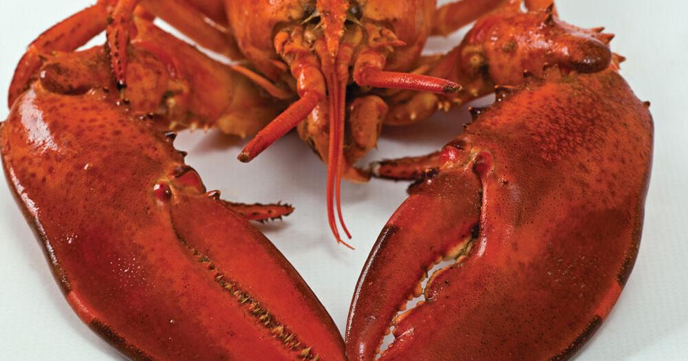 Is Canada on the verge of banning boiling lobsters? Here's why ethical cooking debate is gaining steam