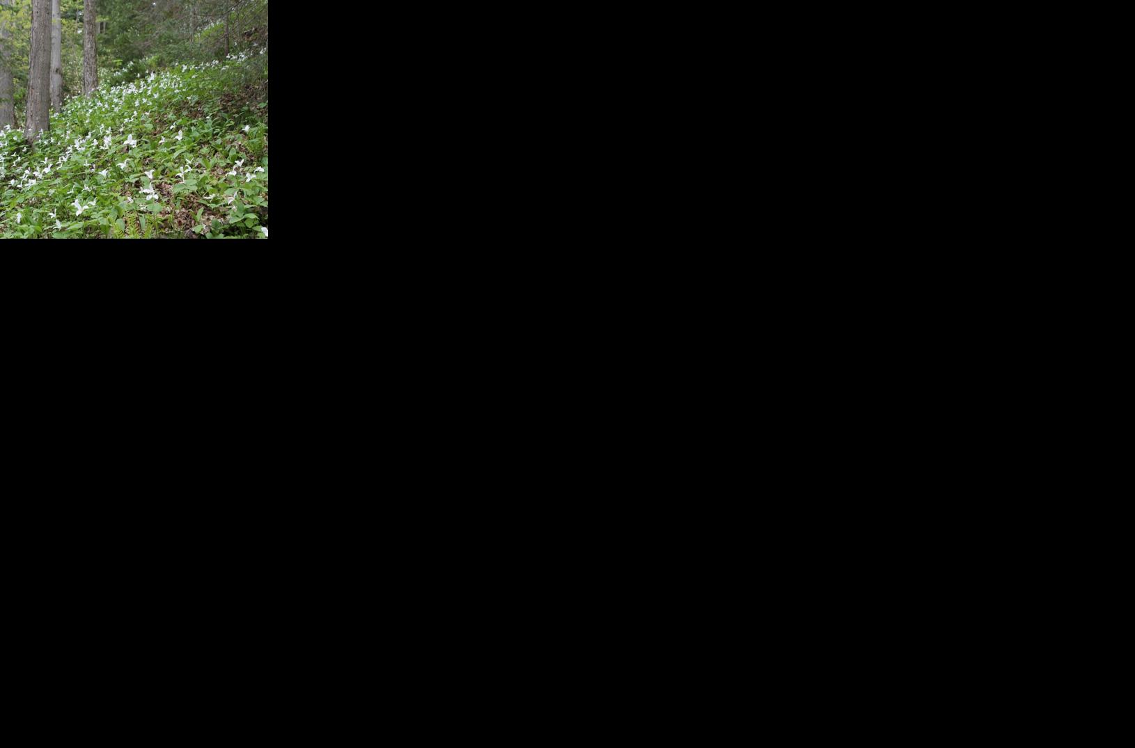 Article #05: Explore Ontario: Trillium Trails, Flower Festivals, Filipino Restaurant Month And More