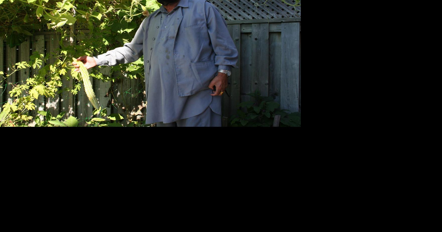 Brampton man attempting for growing largest bitter melon record