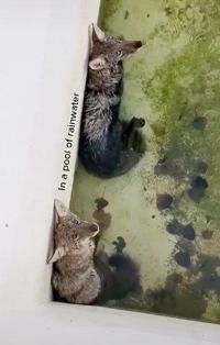 VIDEO: Brampton Animal Services rescues two coyote pups at Wet'n'Wild