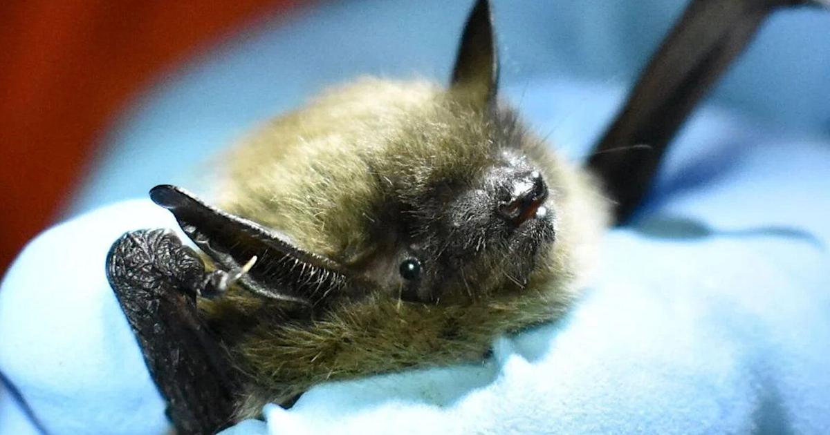 Bats with rabies discovered in Brampton and Mississauga