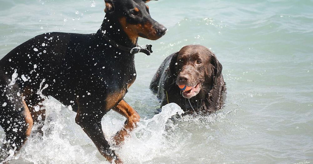 Ontario banning most pet cosmetic surgeries. Here