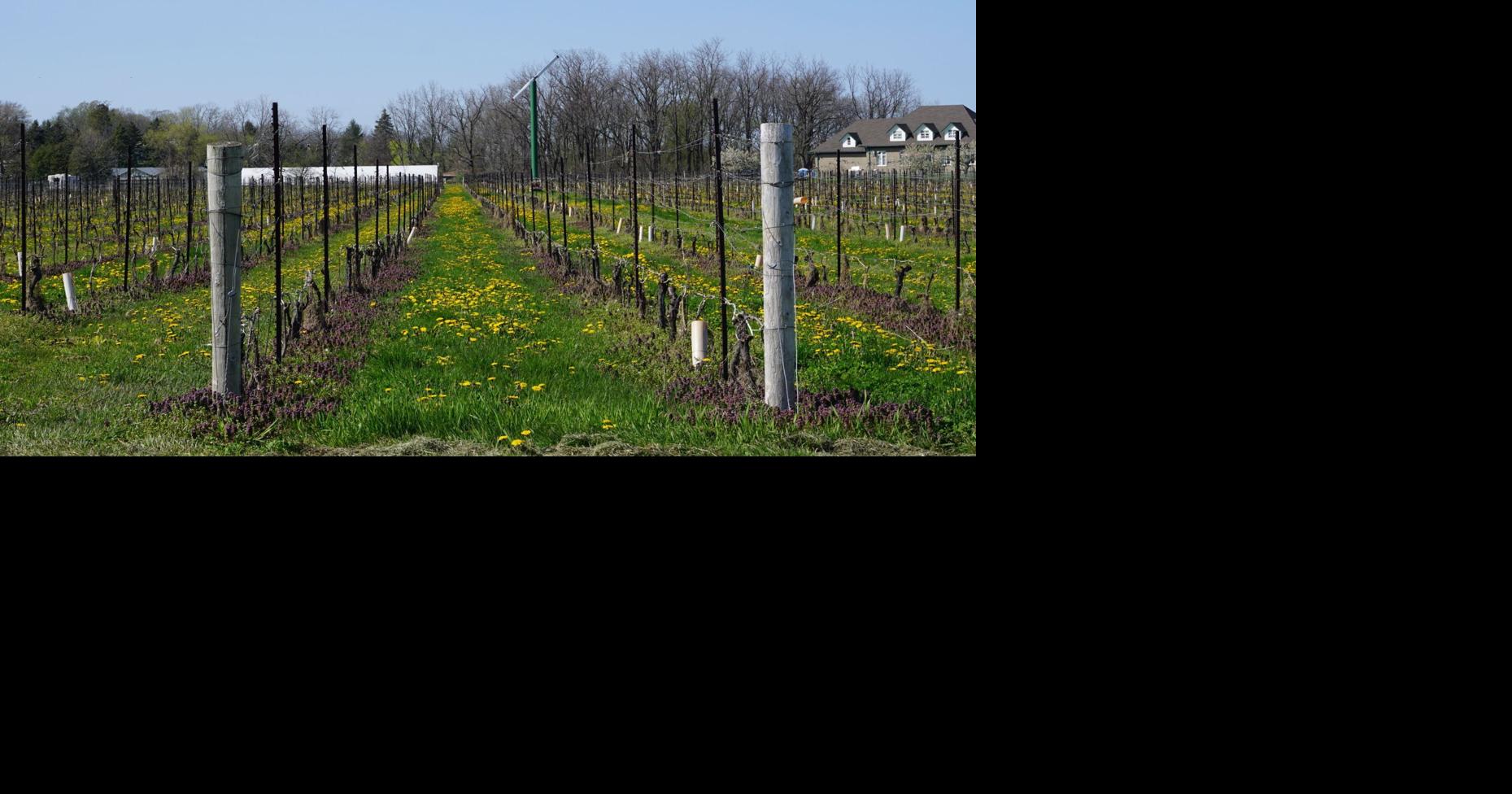 Ontario votes 2022: An overview of the Niagara West Riding