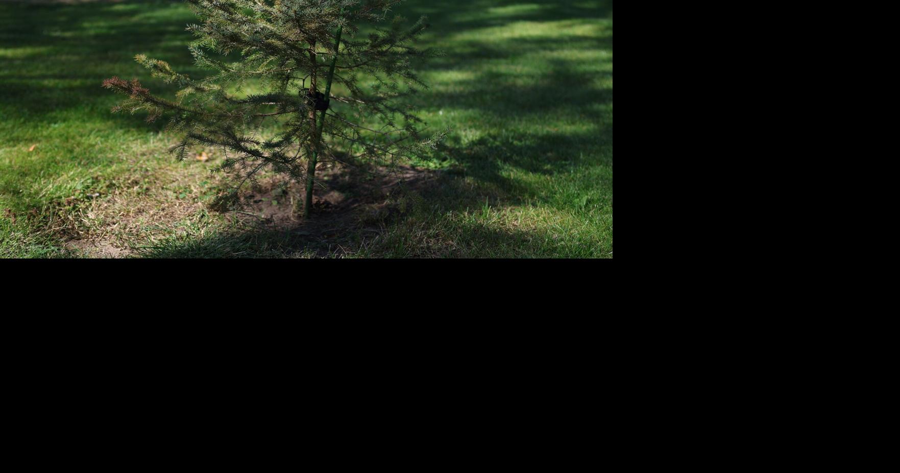 City of Brampton giving away 500 trees to residents