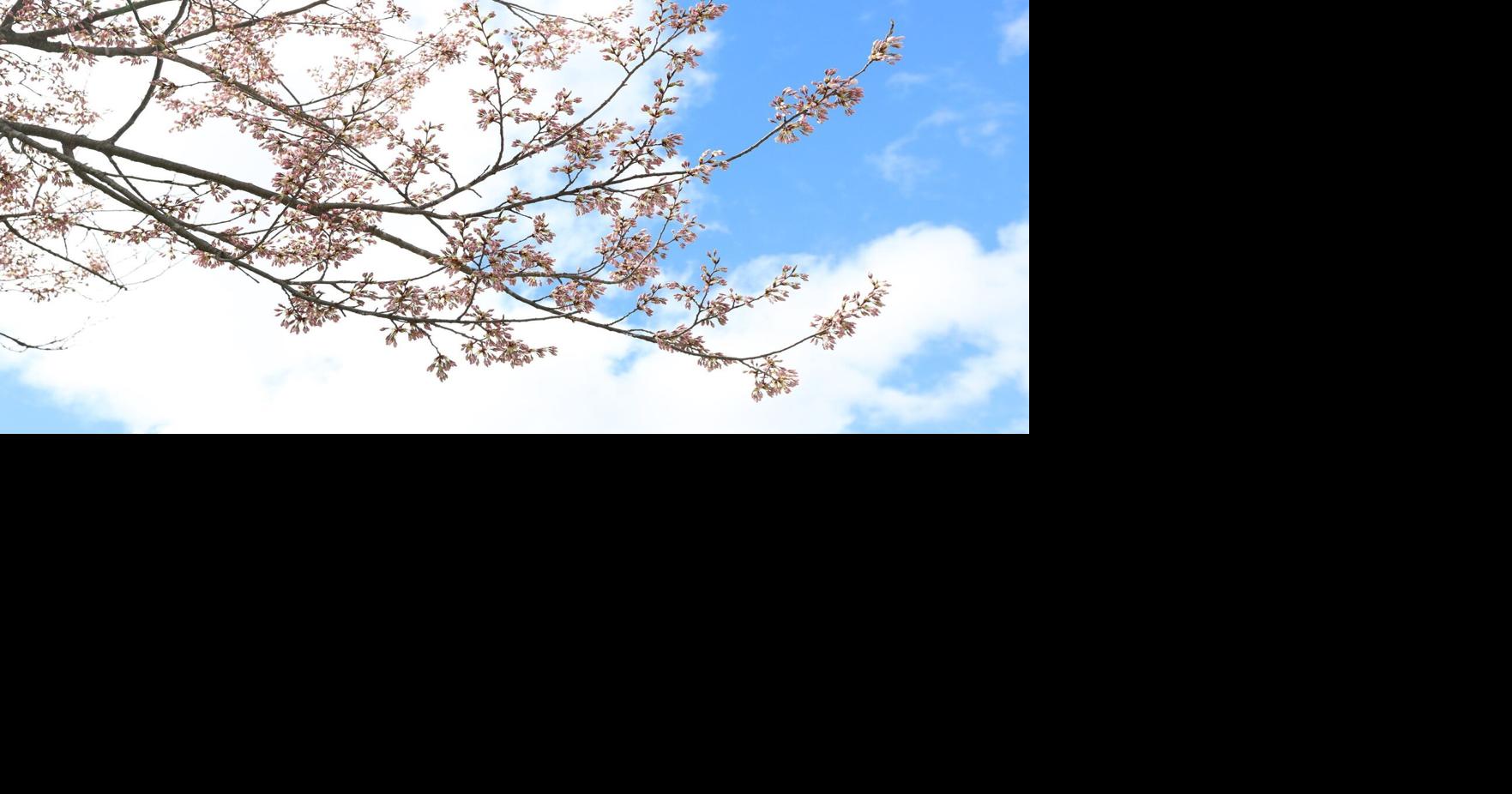Cherry blossoms blooming early at Brampton park