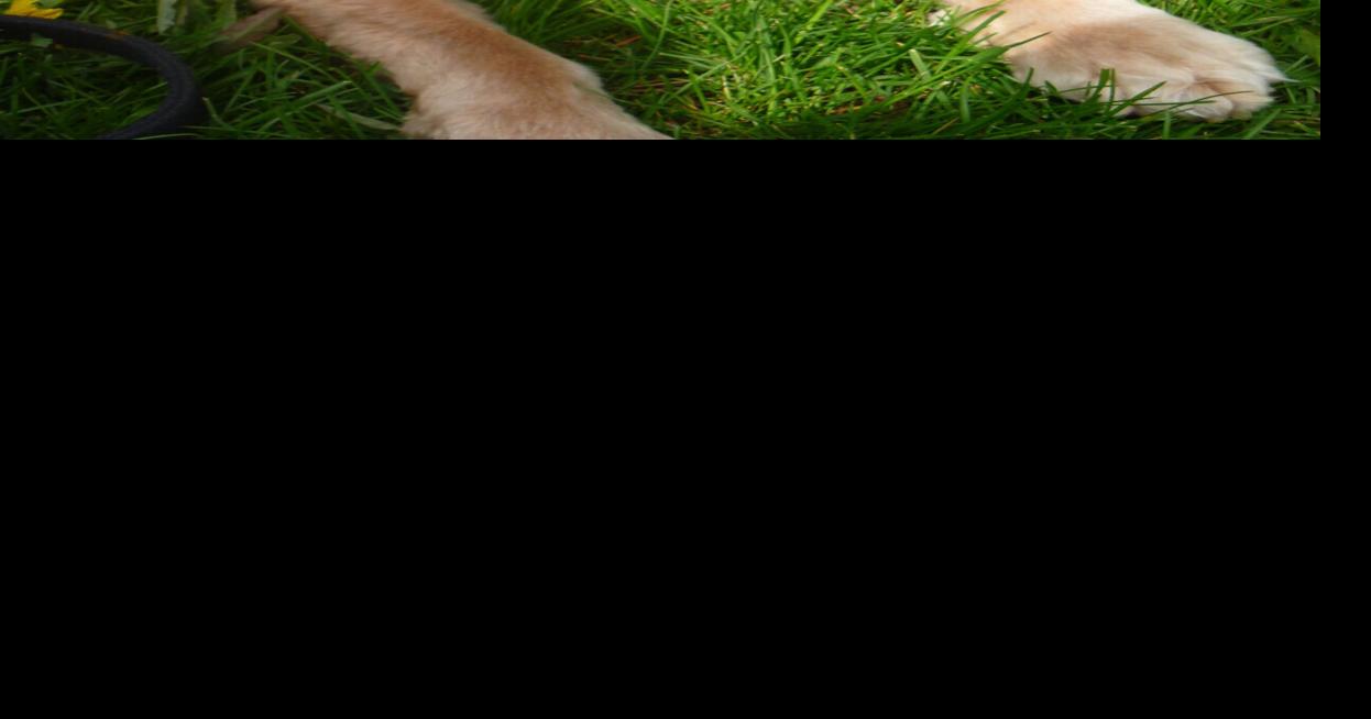 PET OF THE WEEK Rodney the nineyearold Cocker Spaniel