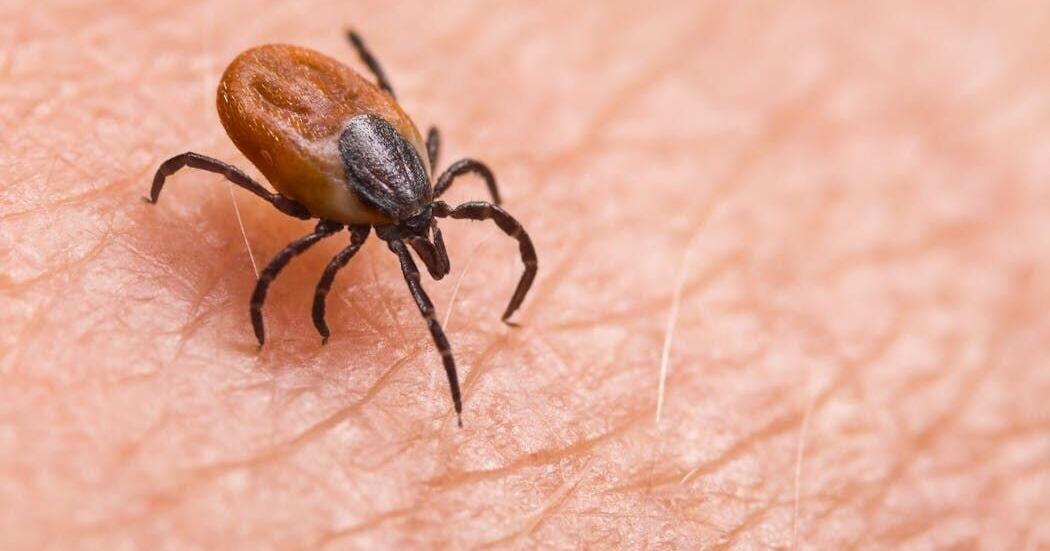 Ticks are the backyard threat southwestern Pennsylvania homeowners keep ...