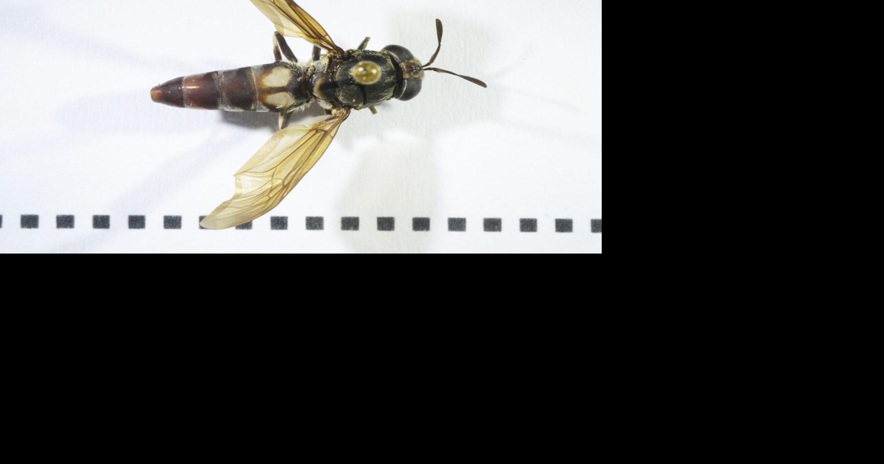 Research reveals early Europeans ate creepy crawlies regularly