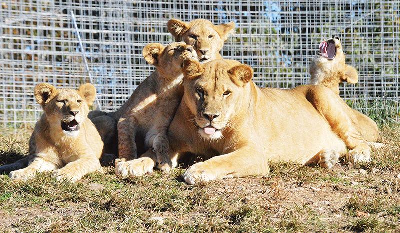 Tiger Sanctuary Reveals Lion Cubs Executive Director Discusses Newest Members News Free Bransontrilakesnews Com Learning the stories of each big cat was interesting. tiger sanctuary reveals lion cubs