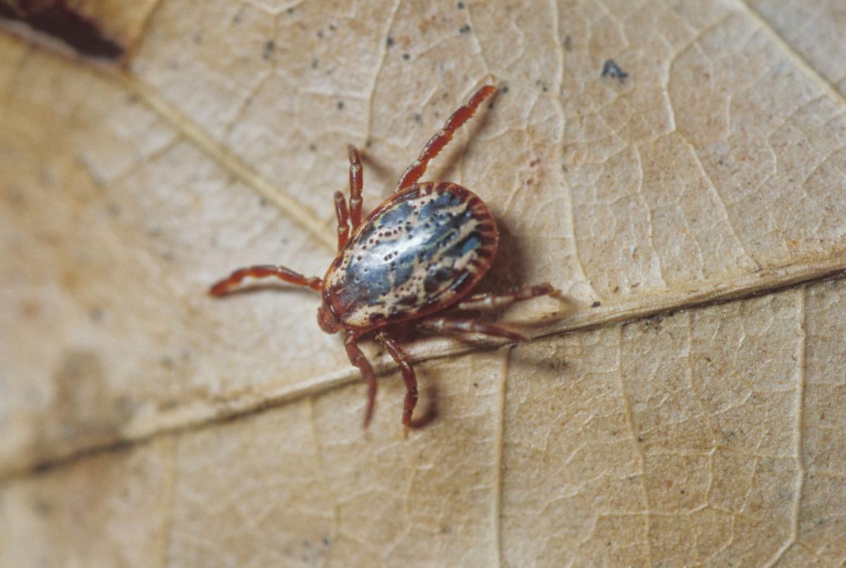 Tick season brings dangers be prepared News Free