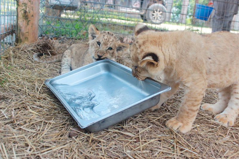 National Tiger Sanctuary welcomes unexpected arrivals | News Free