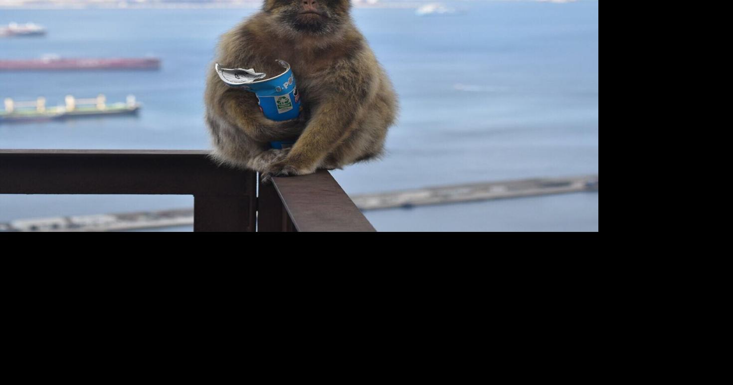 Monkeys ‘self-medicate’ to help them digest tourists’ junk food
