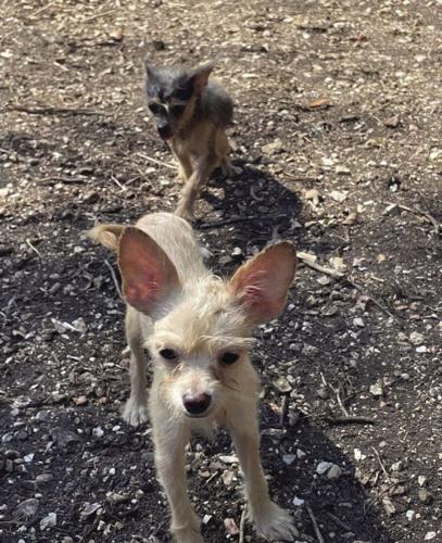 Branson Humane Society called to chihuahua rescue