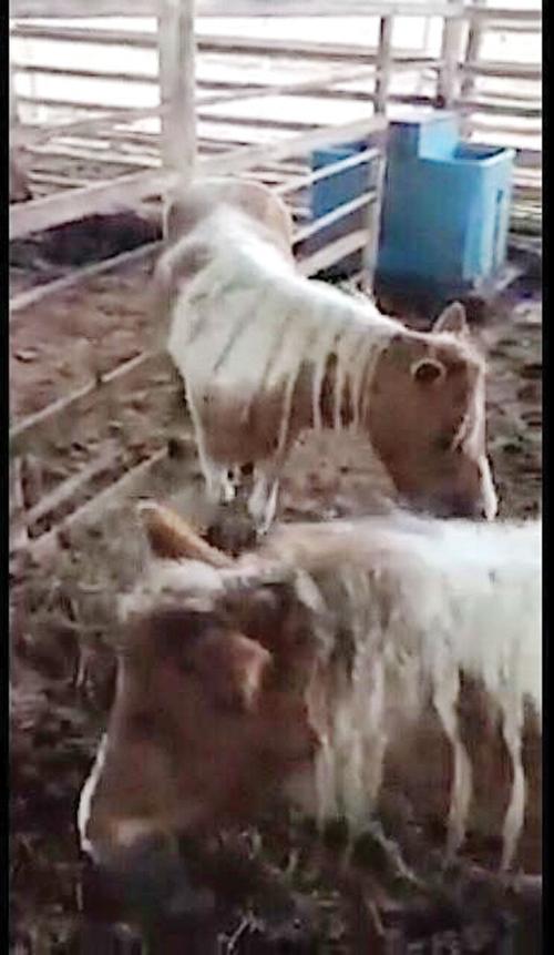 Dixie Stampede Retired Horses Rescued From Slaughter House News Free Bransontrilakesnews Com