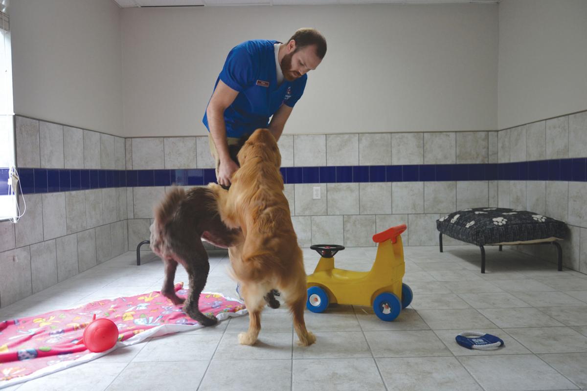 New Luxury Dog Hotel Open In Branson West News Free