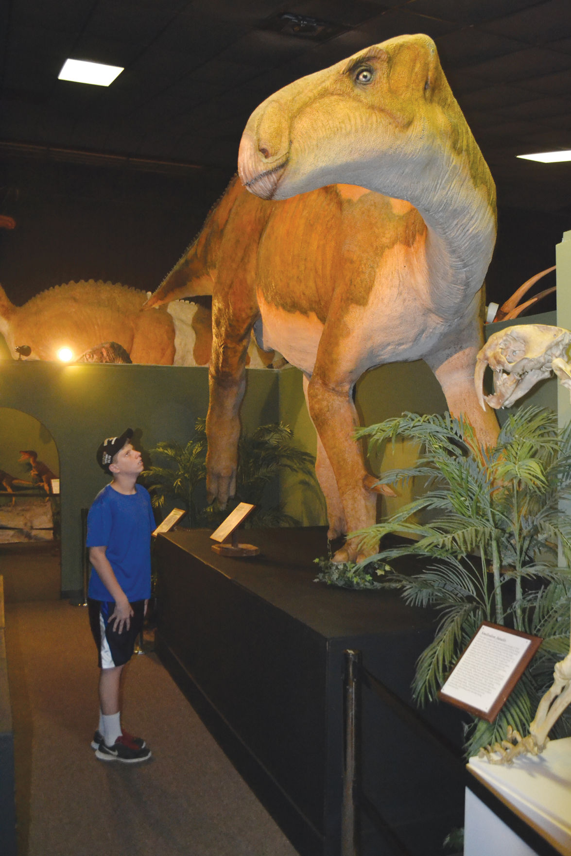 the dinosaur museum