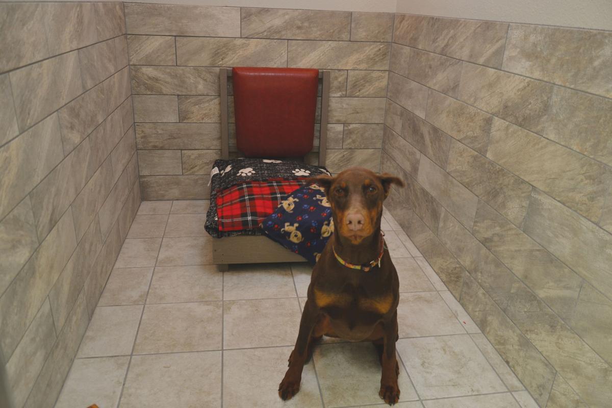 New Luxury Dog Hotel Open In Branson West News Free