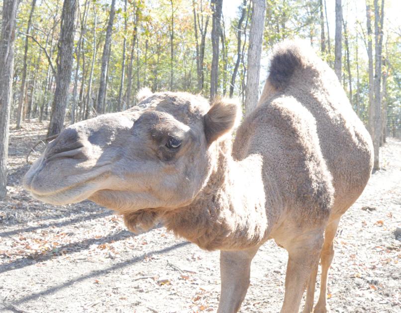 Zoo Drive Thru Open Return Dates Set For Some Shows Entertainment Bransontrilakesnews Com