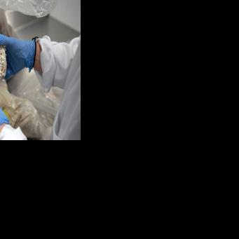 Mushroom material takes on plastic packaging at Belgian start-up