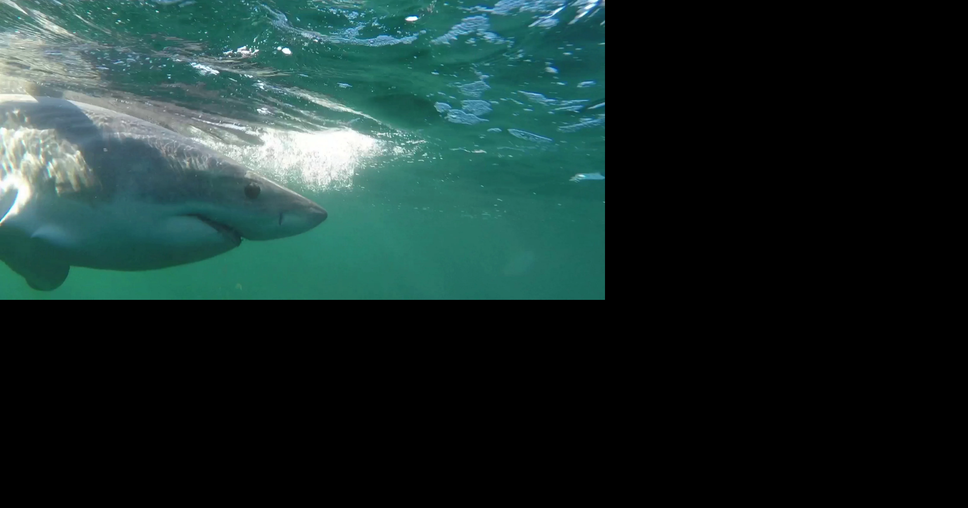 9-foot great white shark migrates to Florida coast for winter