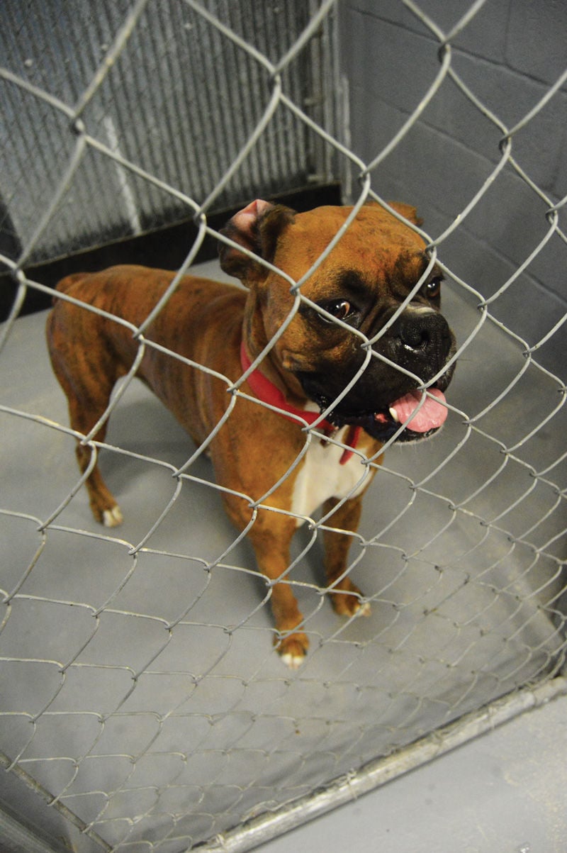 About $500 raised for memorial dog pound | News Free | bransontrilakesnews.com