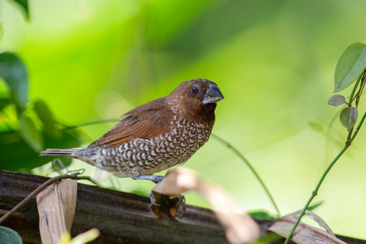 Science reveals birdsong shares hidden pattern with human language ...