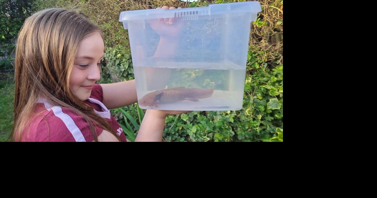 10-year-old finds endangered axolotl from Mexico in Welsh river