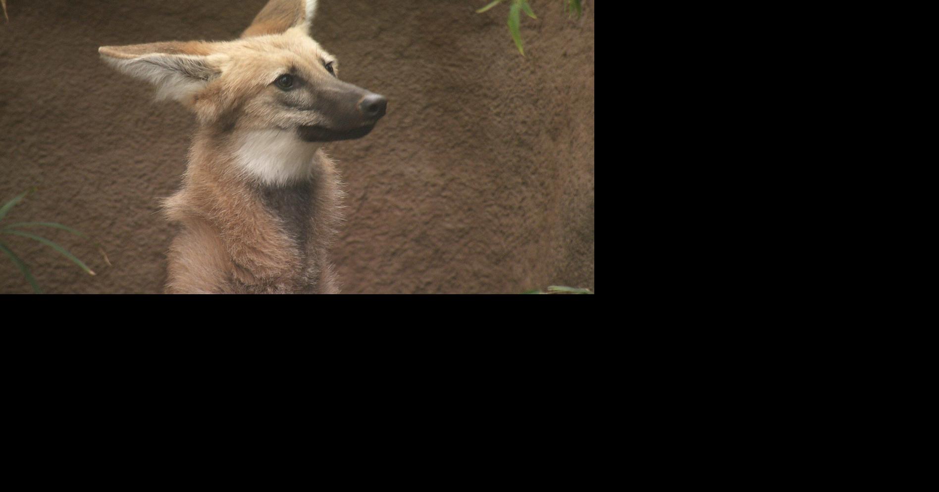 These Wolves Are Some of the Coolest on the Planet!