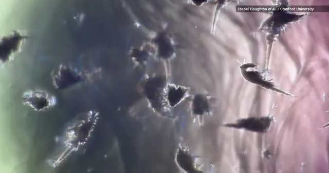 These small sea insects can create ocean currents