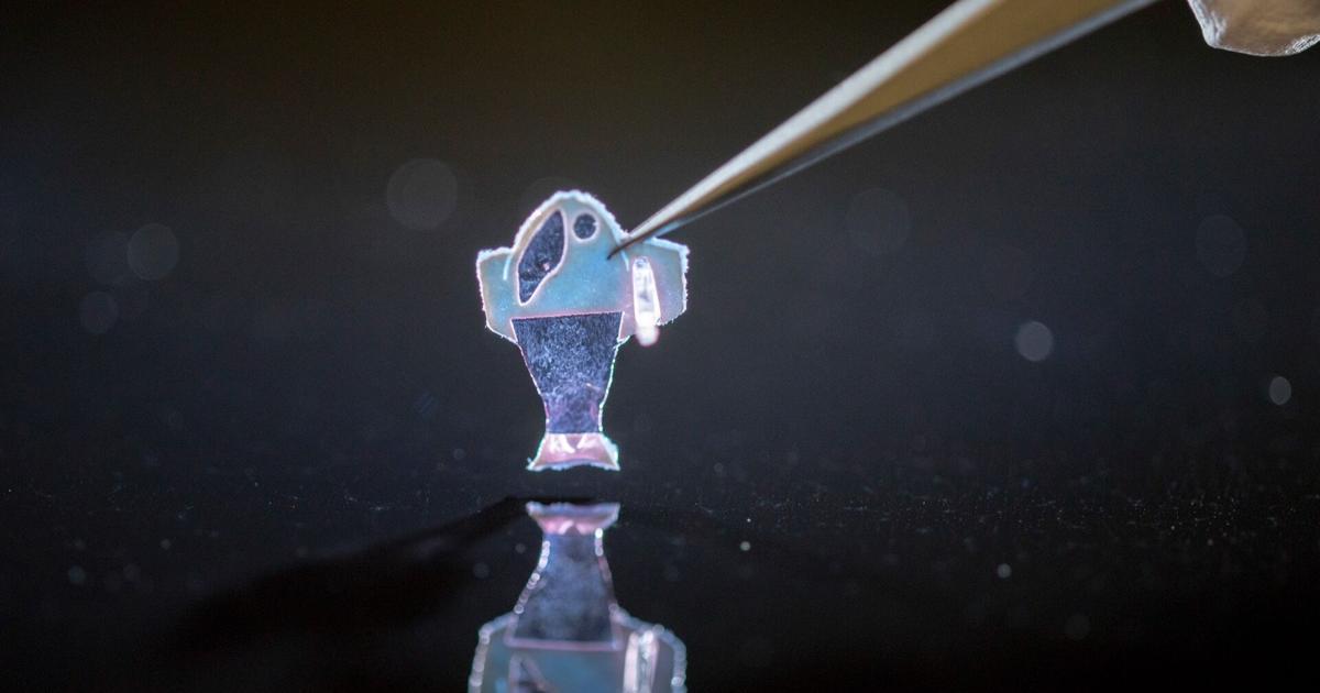 'Biohybrid fish' made from human cardiac cells swims like a beating heart