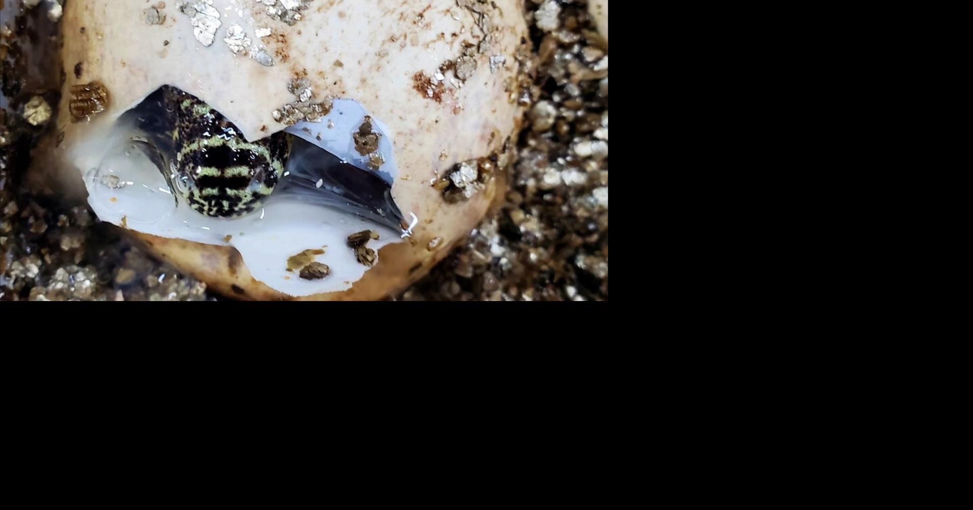 Timelapse video shows baby Komodo dragons hatching at the San Antonio Zoo