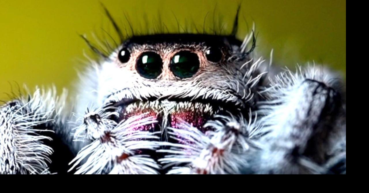 Scientists launch new study into humans after realizing spiders lose ...