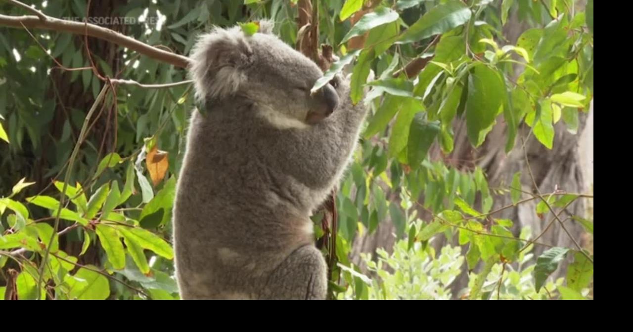 Zoos forage for food to help feed their animals