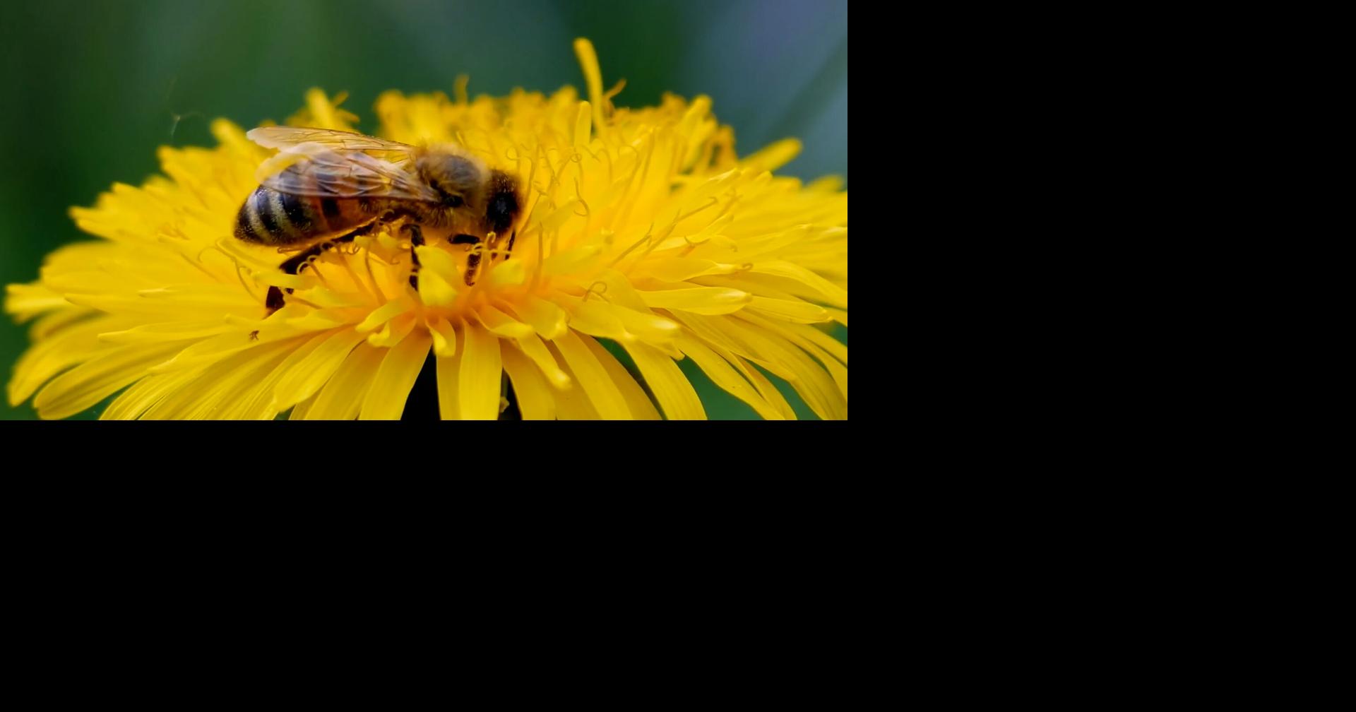 Why honeybees are important for pollination and how their hives work