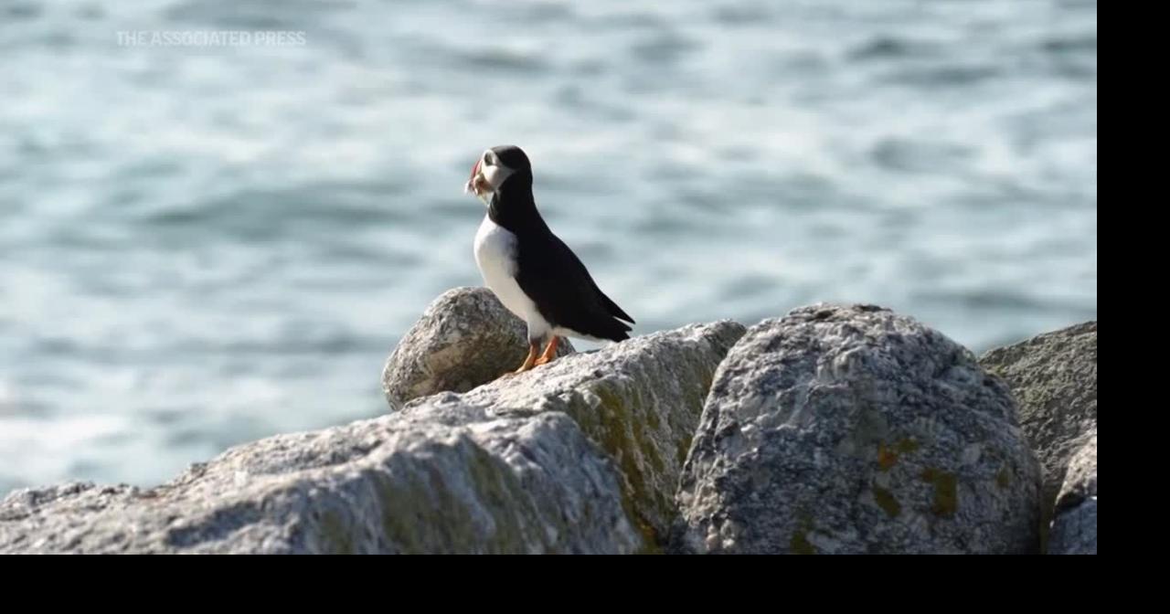 Maine's puffins recover despite climate change